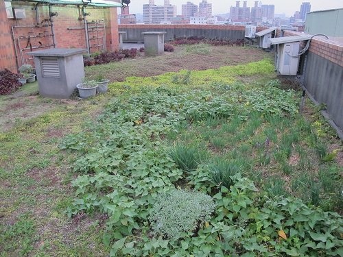 102-0318 三重順德里綠屋頂-缺乏維(6).jpg