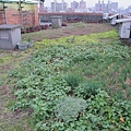 102-0318 三重順德里綠屋頂-缺乏維(6).jpg