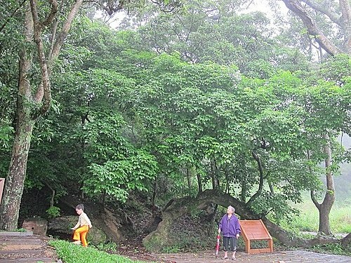 相遇森林屋 100-0515 129.jpg