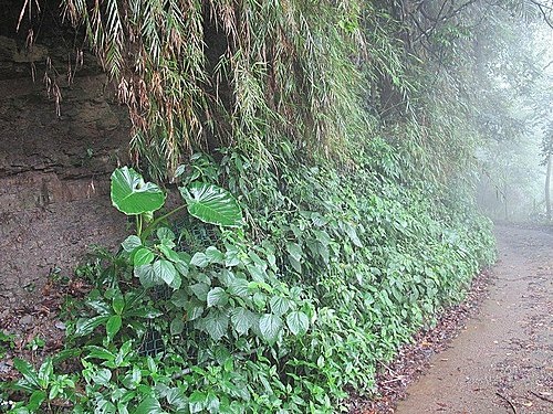 相遇森林屋 100-0515 150.jpg