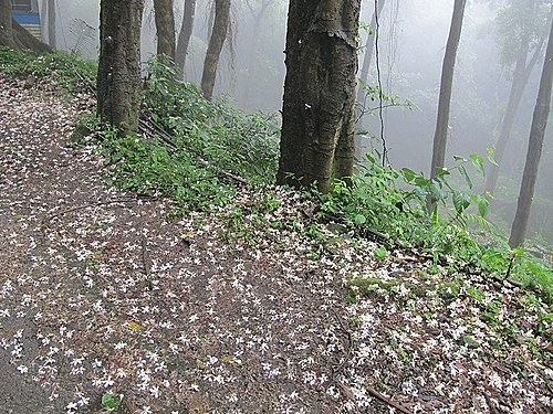 相遇森林屋 100-0515 162.jpg