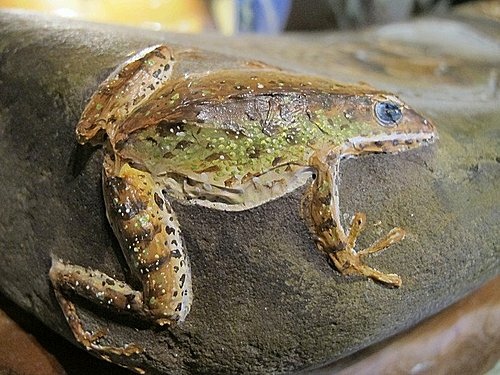 相遇森林屋 100-0515 190.jpg