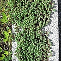 3 綠屋頂植物材料004 - 萬年草-優..jpg