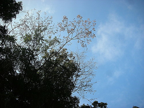 980131-009  觀霧--大鹿林道.jpg