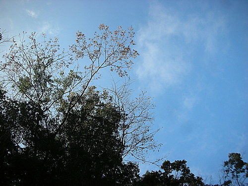 980131-011  觀霧--大鹿林道.jpg