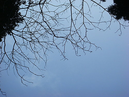 980131-015  觀霧--大鹿林道.jpg