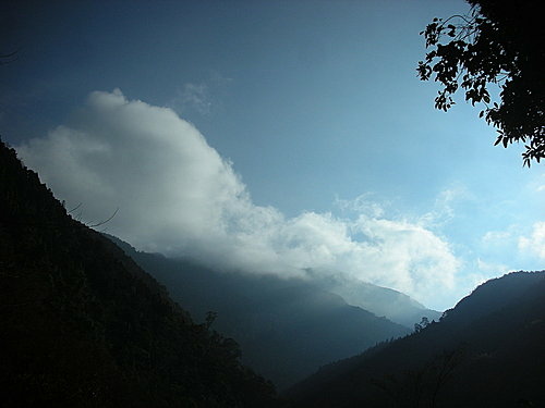 980131-027  觀霧--大鹿林道.jpg