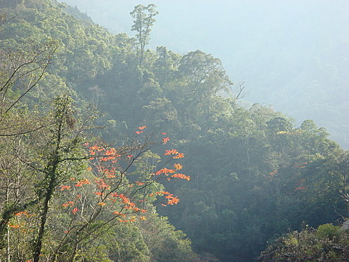 980131-029  觀霧--大鹿林道.jpg