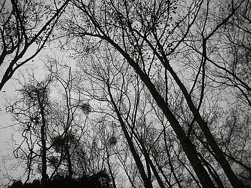 980131-073  觀霧--大鹿林道.jpg