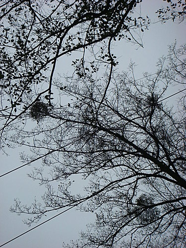 980131-082  觀霧--大鹿林道.jpg