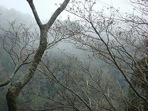 980131-085  觀霧--大鹿林道.jpg