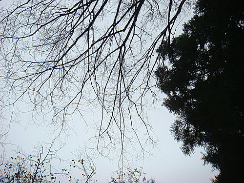 980131-095  觀霧--大鹿林道.jpg