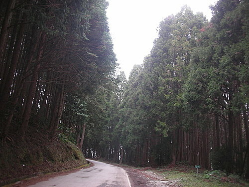 980131-097  觀霧--大鹿林道.jpg