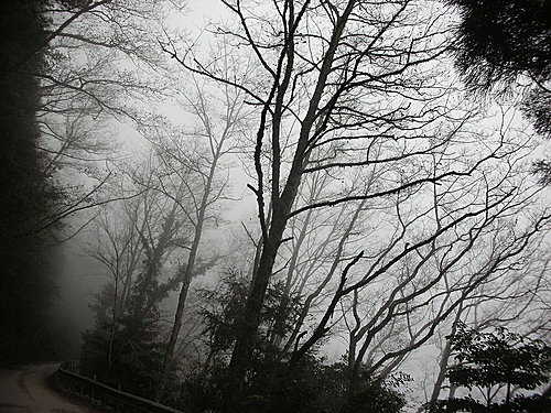 980131-100  觀霧--大鹿林道.jpg