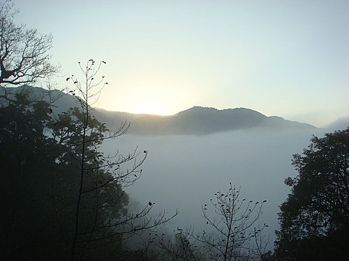 980131-119  觀霧--大鹿林道.jpg