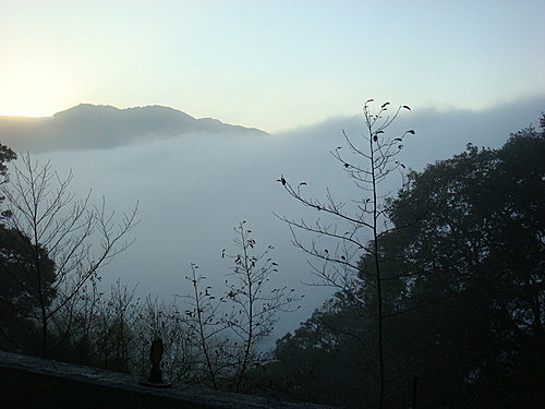 980131-122  觀霧--大鹿林道.jpg