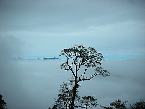 DSCN0001  大鹿林道 -- 雲海.jpg