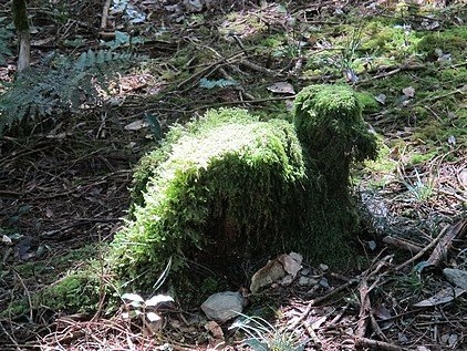 100-1021 觀霧帶隊解說 (44).jpg