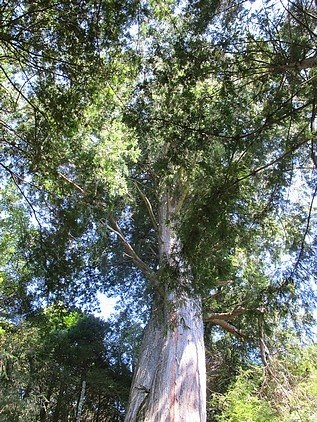 100-1021 觀霧帶隊解說 (51).jpg