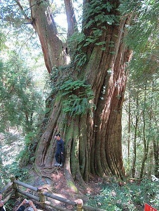 100-1021 觀霧帶隊解說 (55).jpg