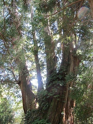 100-1021 觀霧帶隊解說 (56).jpg