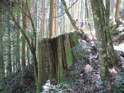 100-1021 觀霧帶隊解說 (59).jpg