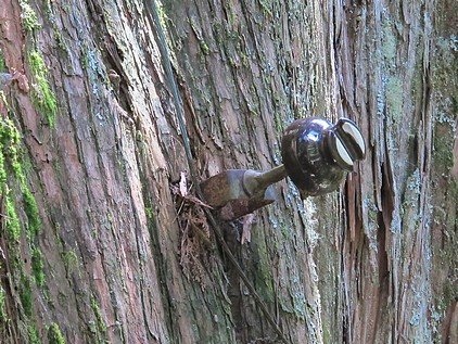 100-1021 觀霧帶隊解說 (66).jpg