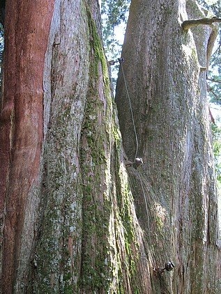 100-1021 觀霧帶隊解說 (68).jpg