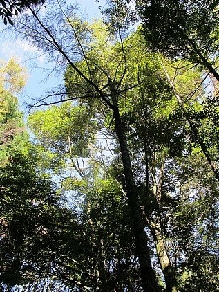 100-1021 觀霧帶隊解說 (75).jpg