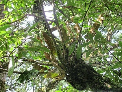 100-1021 觀霧帶隊解說 (89).jpg