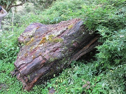 100-1021 觀霧帶隊解說 (90).jpg