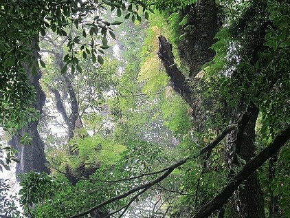 100-1021 觀霧帶隊解說 (105).jpg