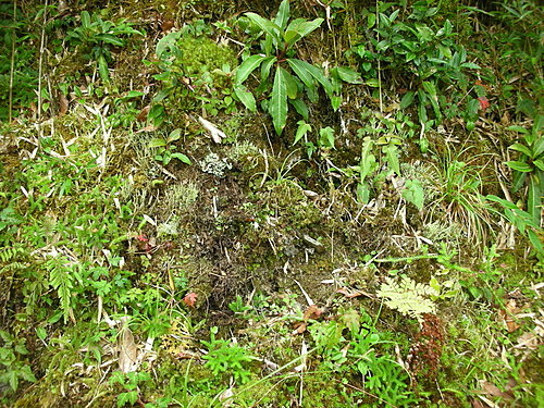 9808-004 觀霧-巨木群步道-遊客偷.jpg