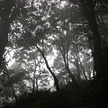 9808-012 觀霧-巨木群步道-迷霧森.jpg