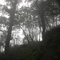 9808-014 觀霧-巨木群步道-迷霧森.jpg