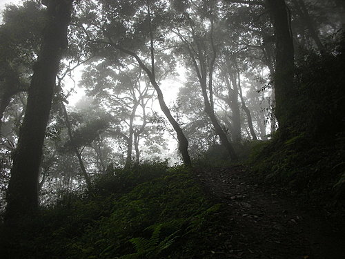9808-013 觀霧-巨木群步道-迷霧森.jpg