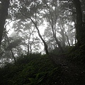 9808-013 觀霧-巨木群步道-迷霧森.jpg