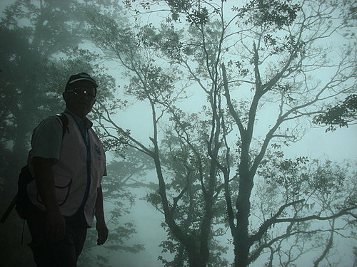 9808-020 觀霧-巨木群步道-迷霧森.jpg