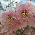 9802-006 武陵賞花-梅.jpg