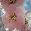 9802-004 武陵賞花-梅.jpg