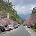 9802-014 武陵賞櫻-武陵茶廠.jpg