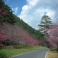 9802-026 武陵櫻花.jpg