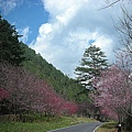 9802-025 武陵櫻花.jpg