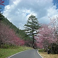9802-024 武陵櫻花.jpg