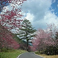 9802-027 武陵櫻花.jpg