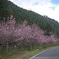9802-035 武陵櫻花.jpg