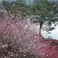 9802-042 武陵櫻花.jpg