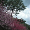 9802-043 武陵櫻花.jpg