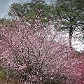 9802-044 武陵櫻花.jpg