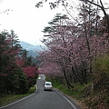 9802-049 武陵櫻花.jpg